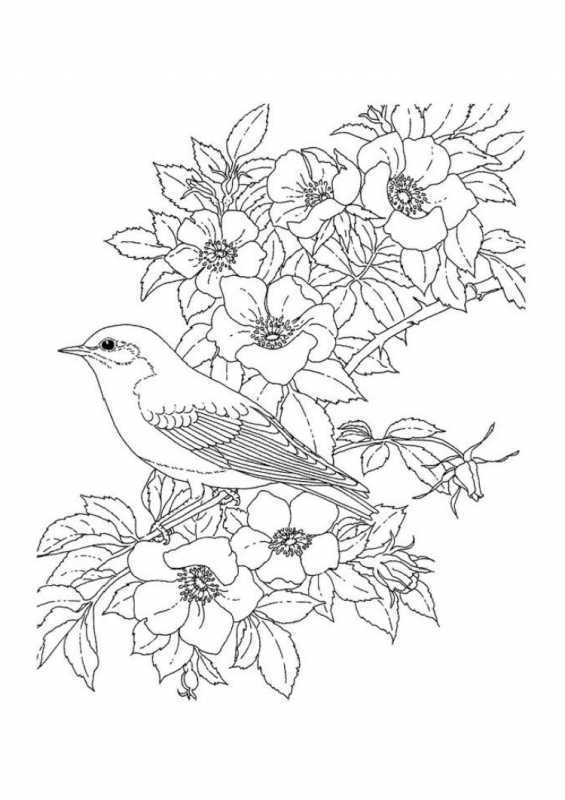 Птичка на ветке раскраска