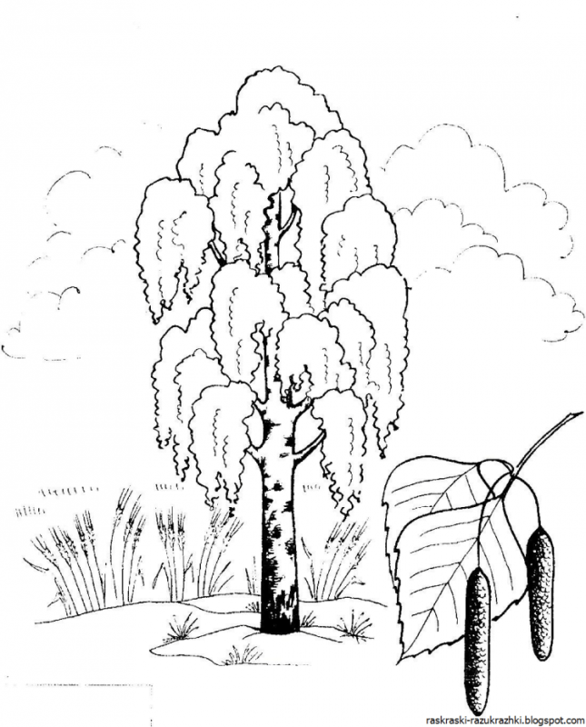 Раскраска берёза для детей