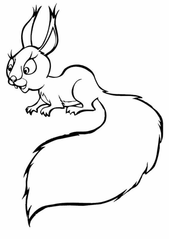 Белка раскраска для детей