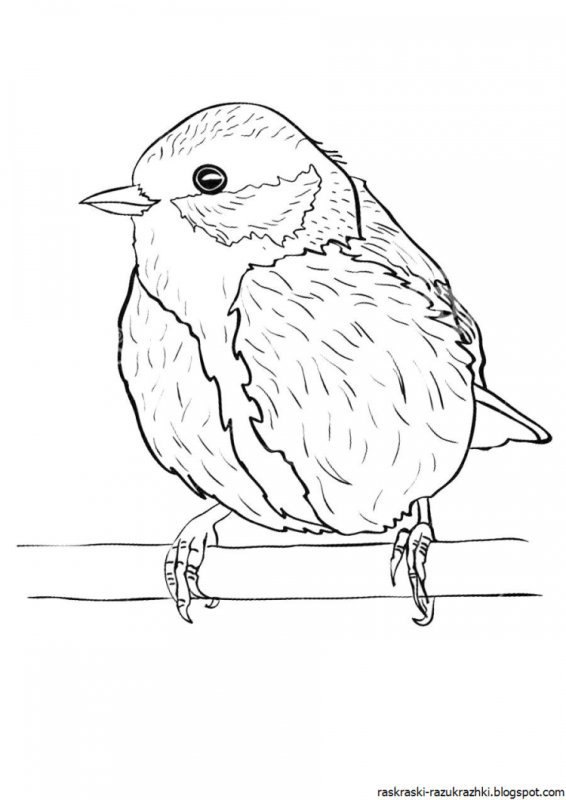 Снегирь контур