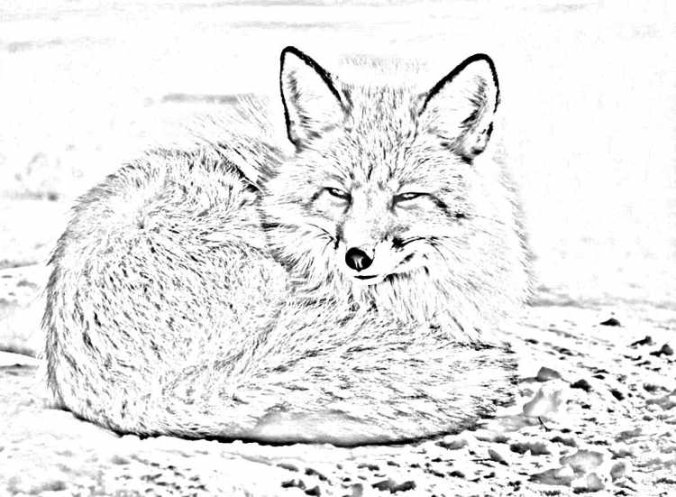 Раскраска Лисичка