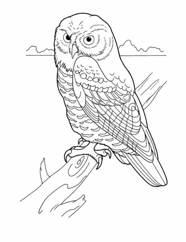 Птицы в лесу раскраска