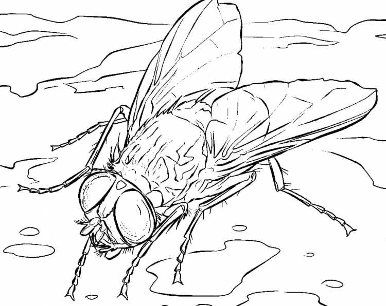 Раскраски для малышей насекомые