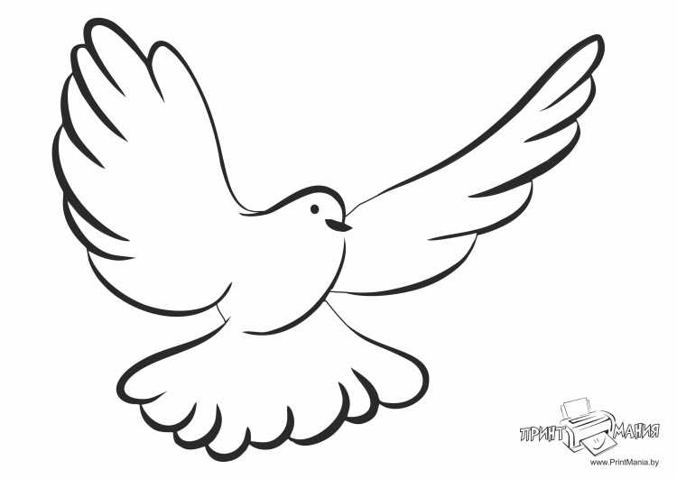 Голубь контурный рисунок
