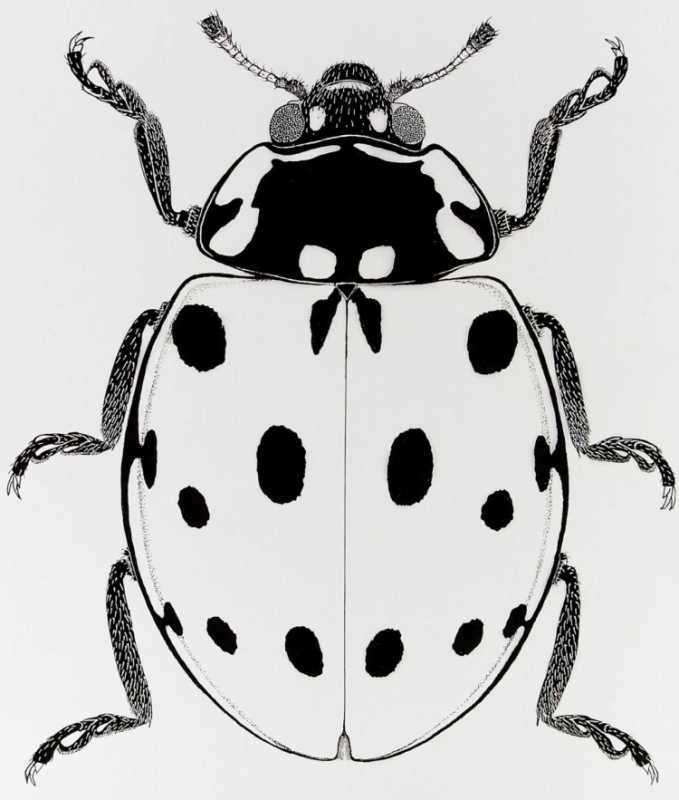 Божья коровка раскраска для малышей