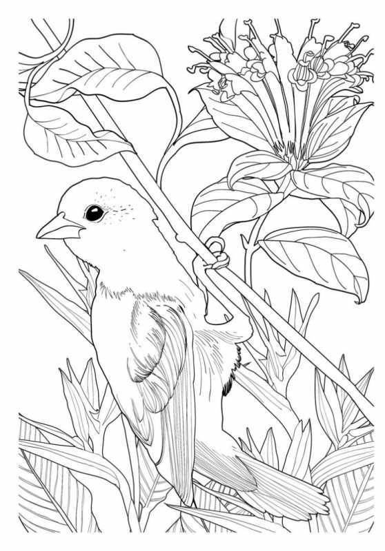 Сорока для раскрашивания детям