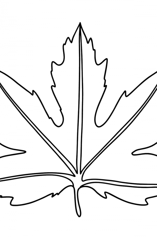 Листья клена, дуба, березы, липы