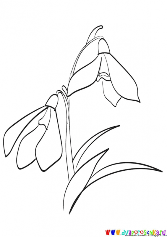 Галантус вектор