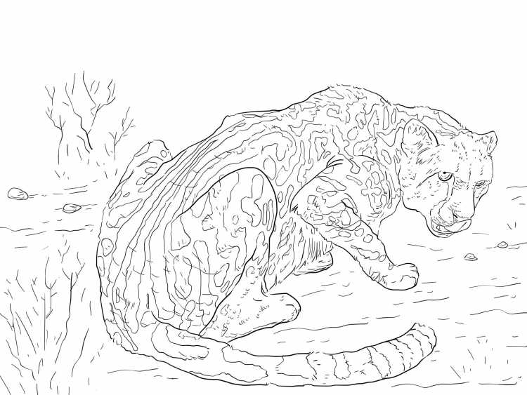 Раскраска. Ягуар