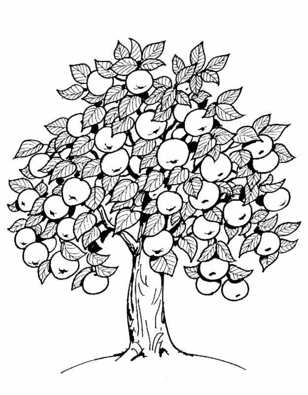 Раскраски для взрослых дерево