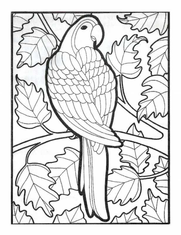 Наброски попугаев