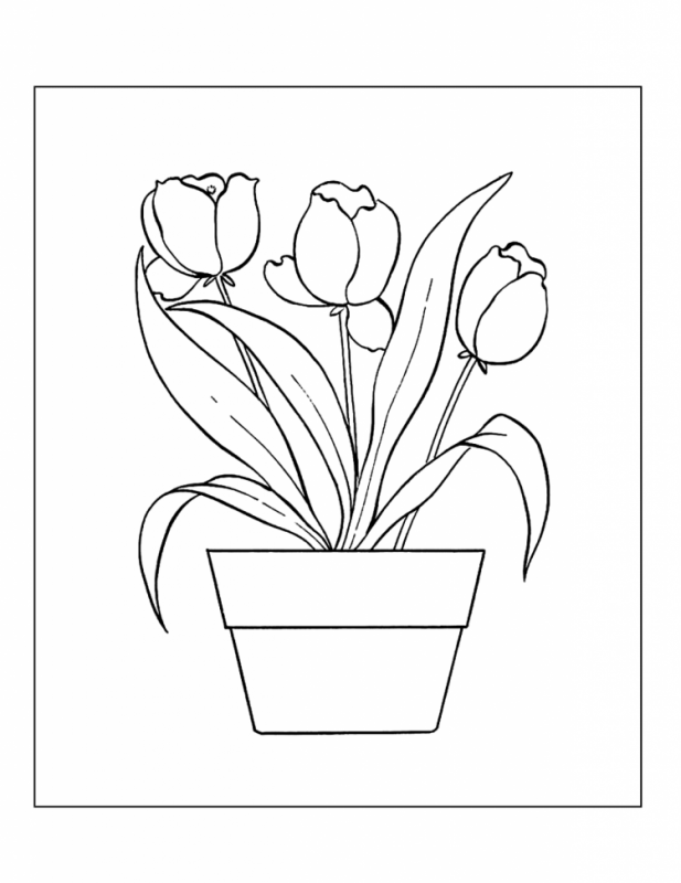 Нарисовать тюльпан