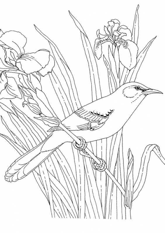 Раскраска природа