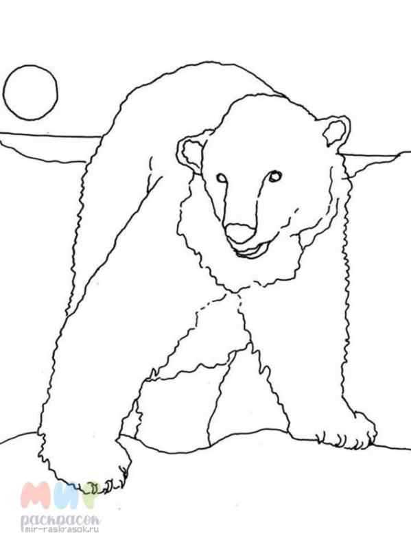 Белый медведь раскраска