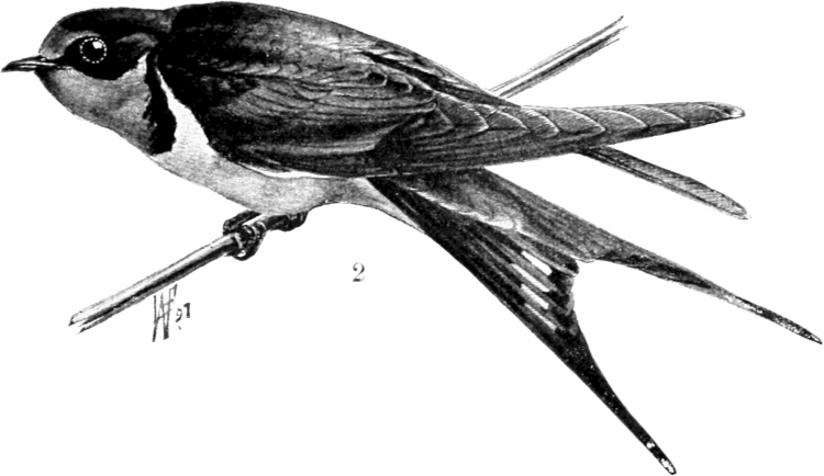 Ласточка раскраска для детей