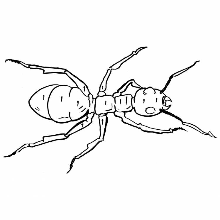 Муравей рисунок сложный карандашом