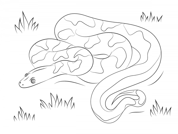 Раскраска змеи для детей