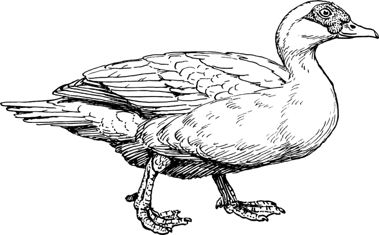 Уточка раскраска