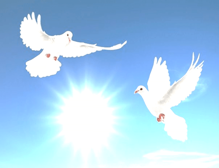 Голуби в небе