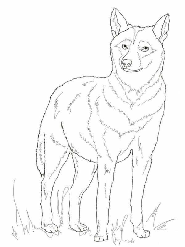 Раскраска Балто и Борис