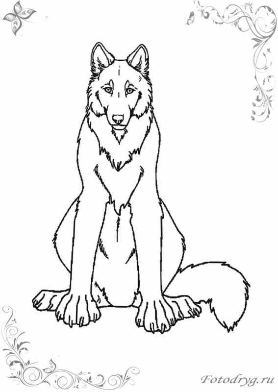 Красный волк раскраска для детей