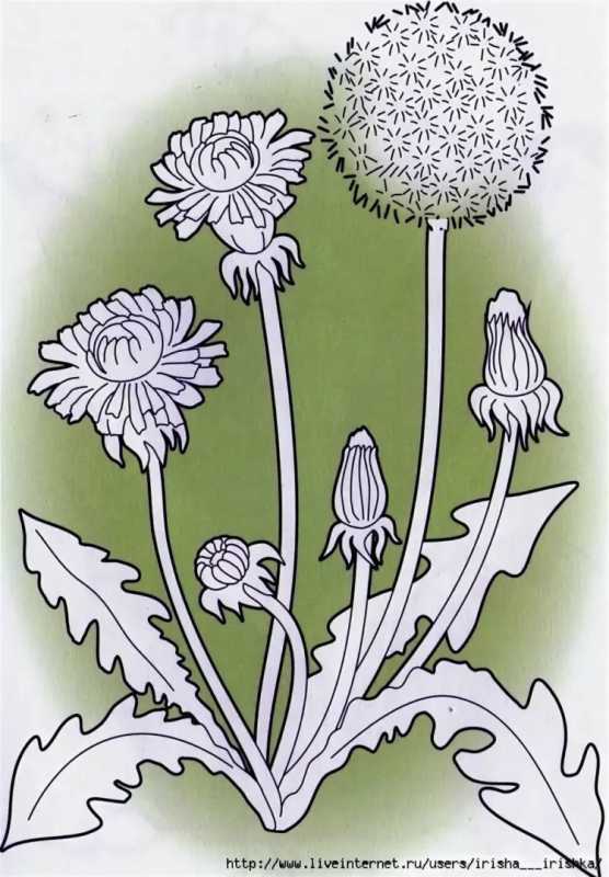 Одуванчик чб