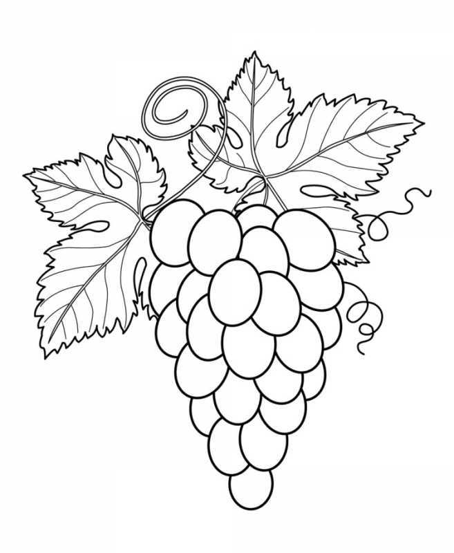 Раскраска "ягоды"