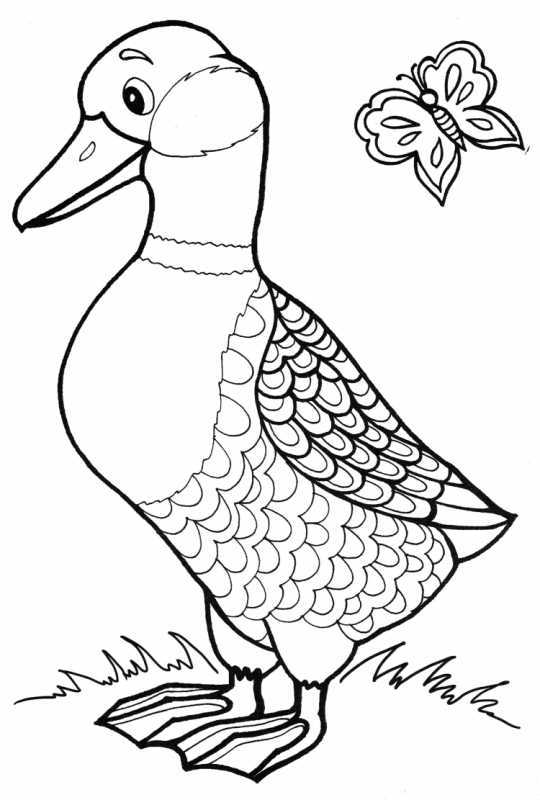 Утка раскраска для детей