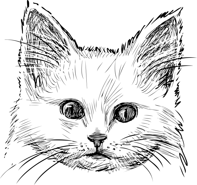 Набросок мордочки котенка