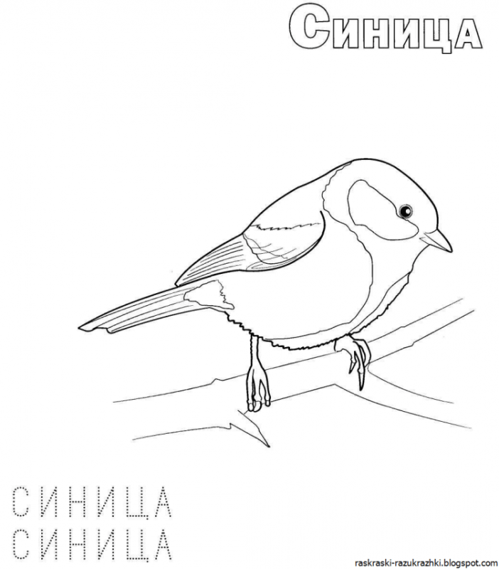 Разукрашка зимующие птицы синица