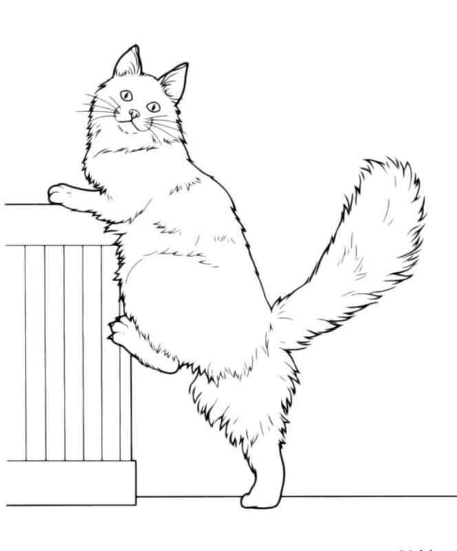 Рисунок кота пошагово карандашом