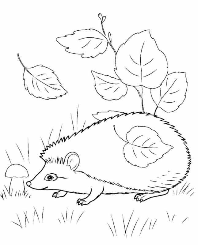 Раскраска Ёжик