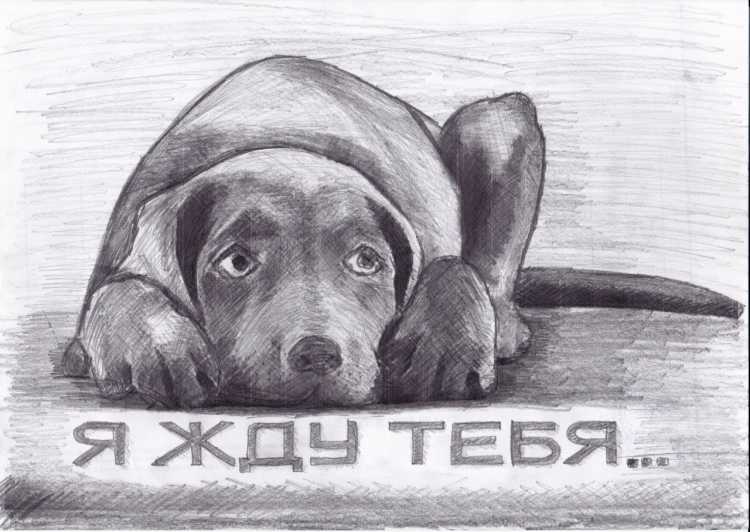 Рисунки бездомных животных