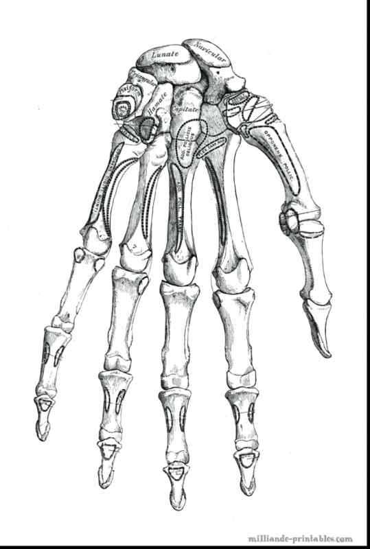 Скелет кисти