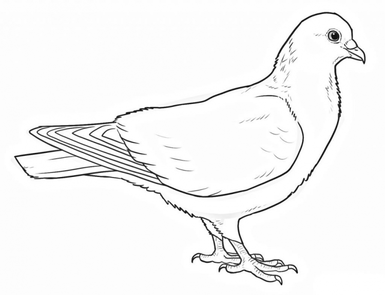 Голубь мира раскраска