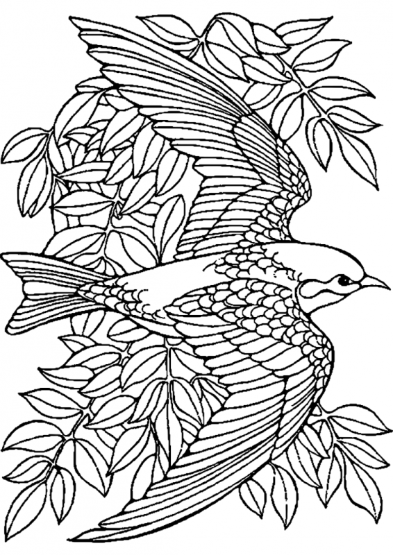 Раскраска природа