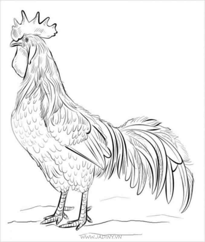 Поэтапное рисование петушка