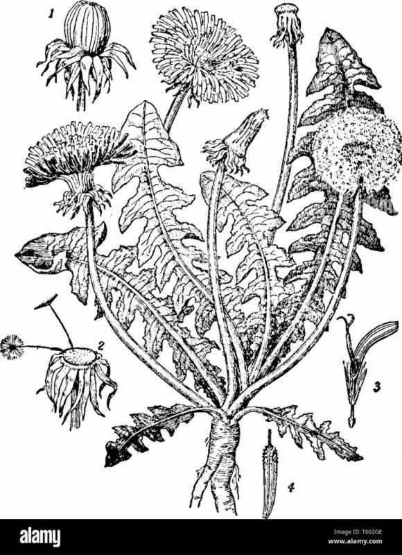 Одуванчики на белом фоне Клевер