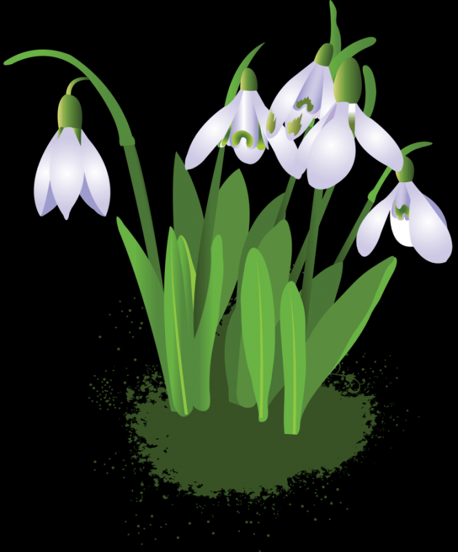 Подснежники акварель