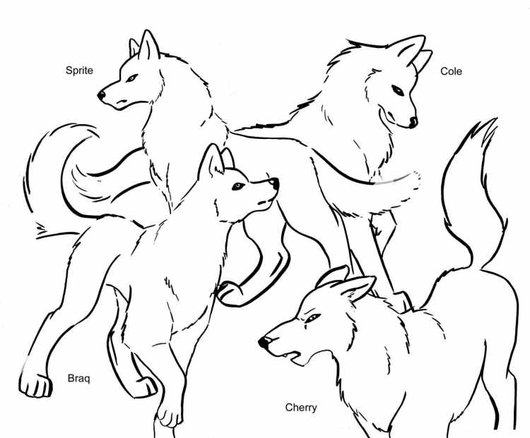 Койот раскраска