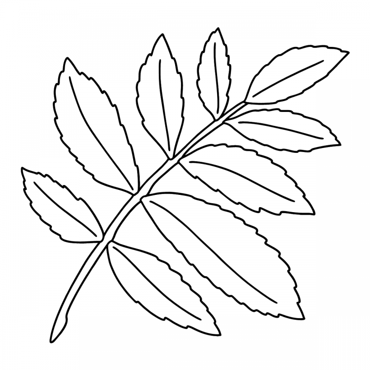 Кленовый листик раскраска