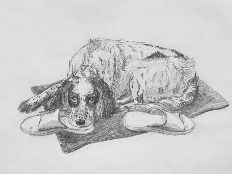 Помощь животным