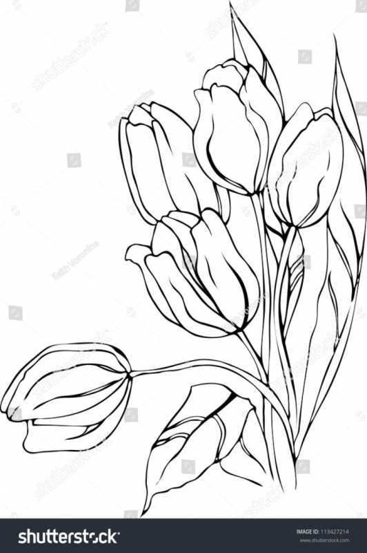 Тюльпан Шренка