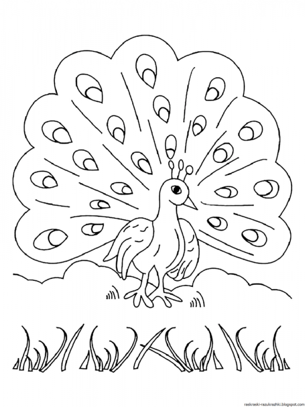 Хвост павлина трафарет