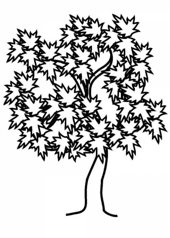 Яблоня раскраска