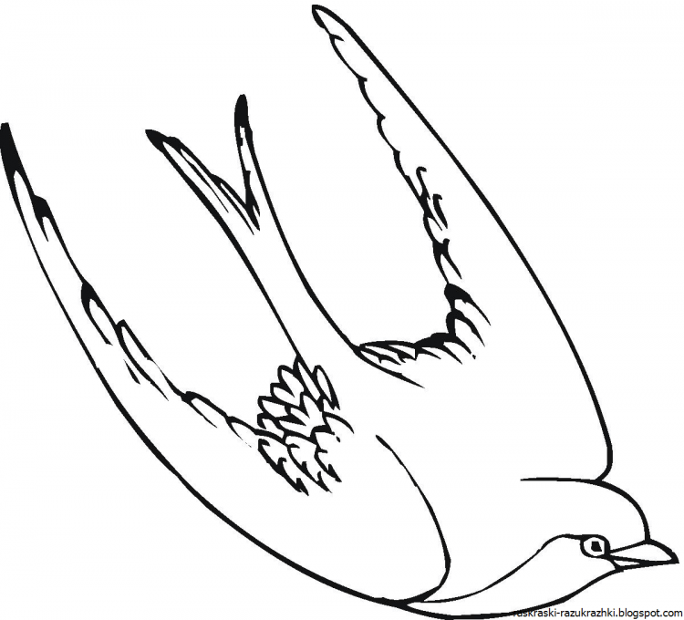 Ласточка раскраска