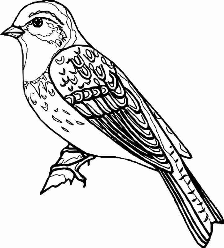 Раскраска цветы сложные