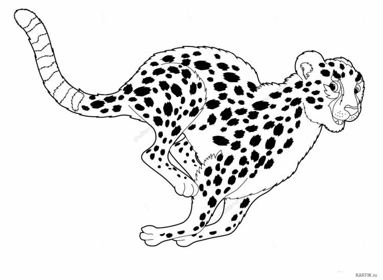 Гепард набросок