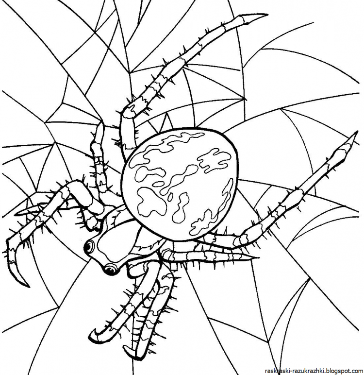 Паучок карандашом