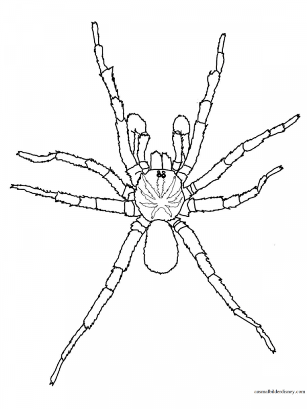 Раскраска паук на паутине
